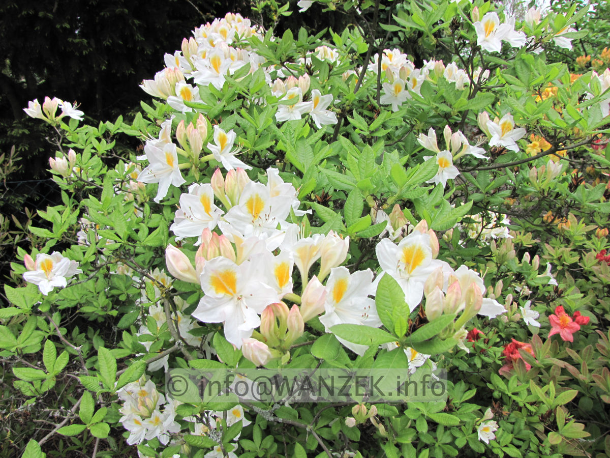 Azalea Knaphill Persil 03.JPG